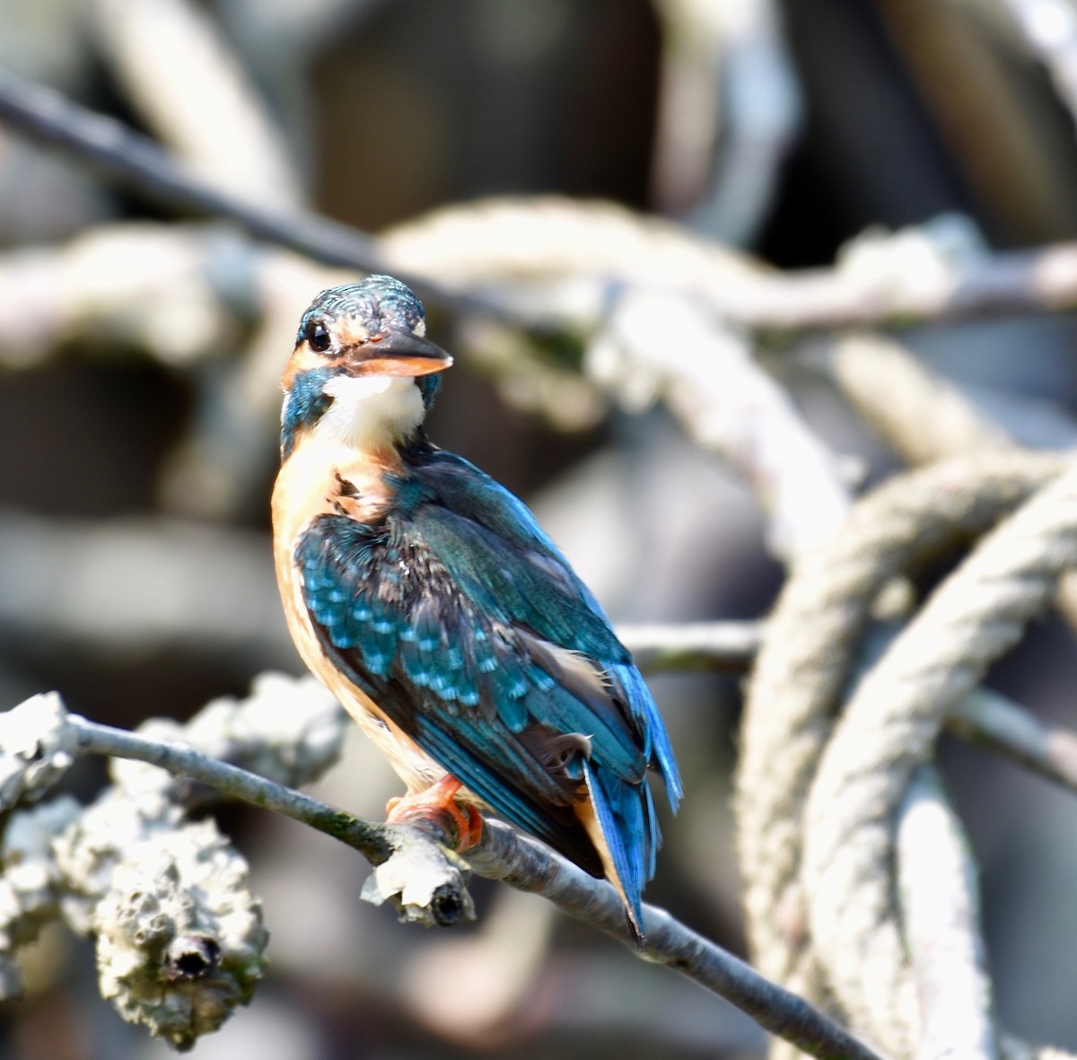 Common Kingfisher - Suzette Stitely