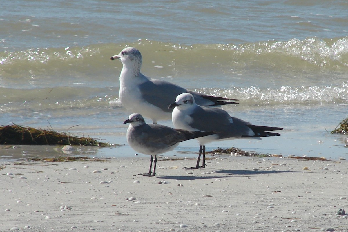 Laughing Gull - Peter Plage