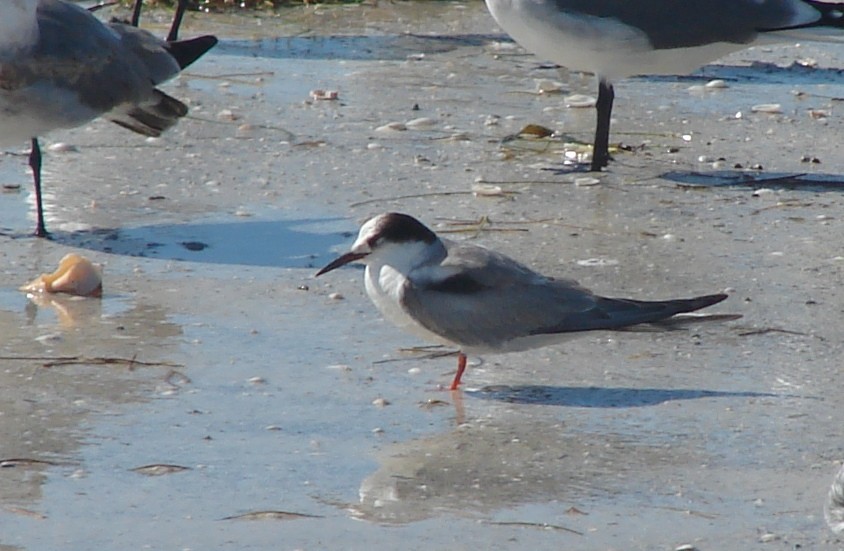 Common Tern - Peter Plage