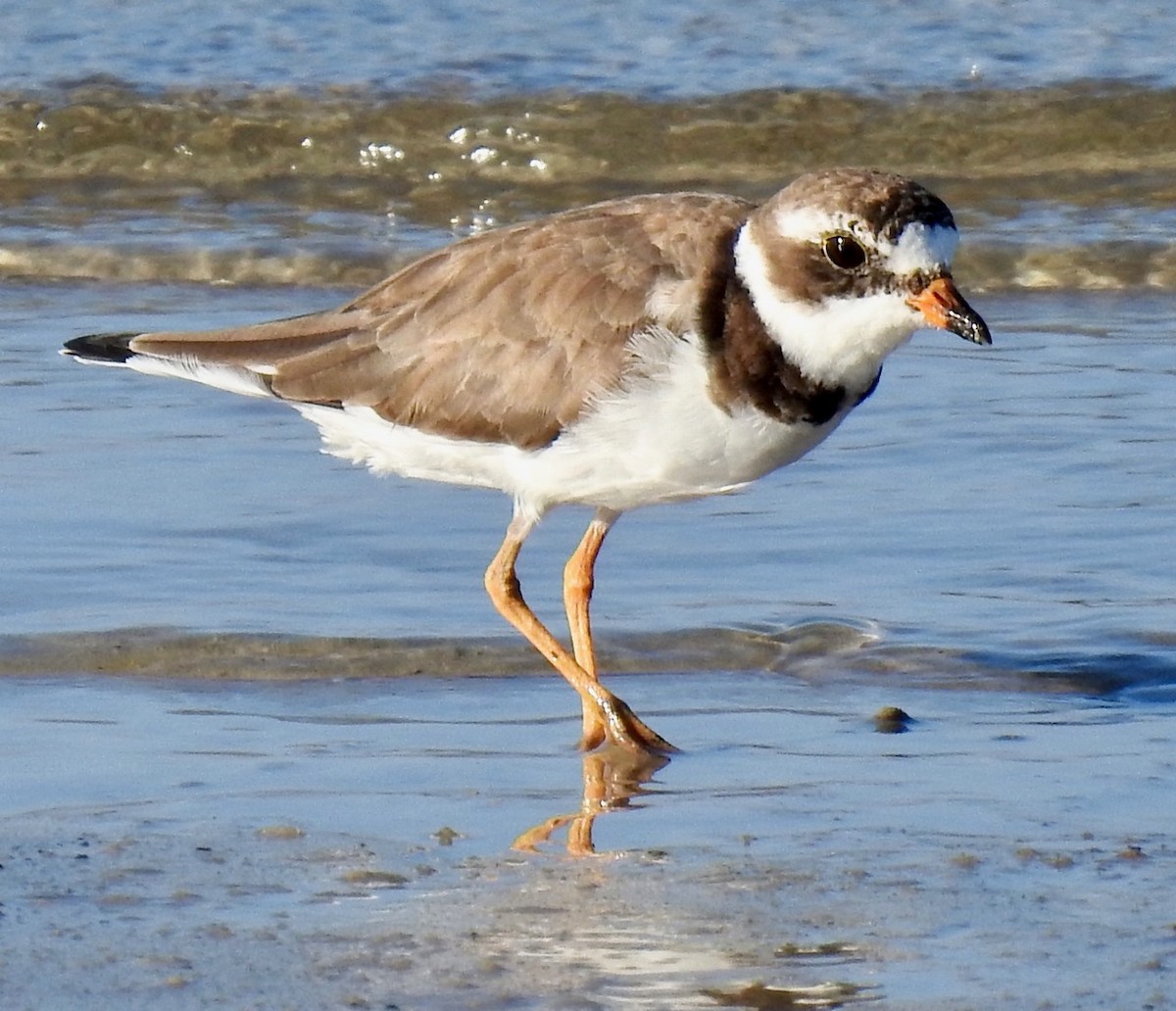 Semipalmated Plover - ML219092721