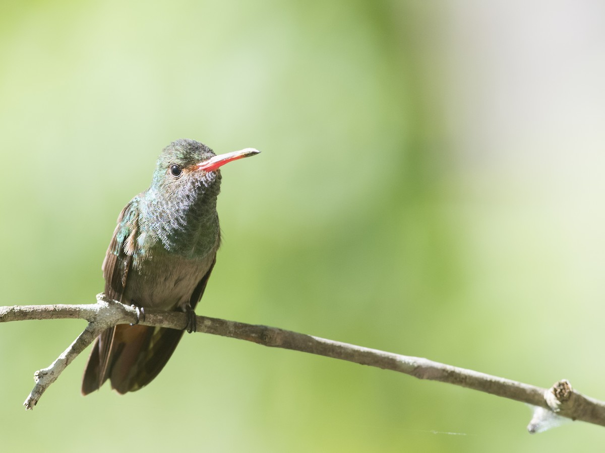 Rufous-tailed Hummingbird - ML219093061