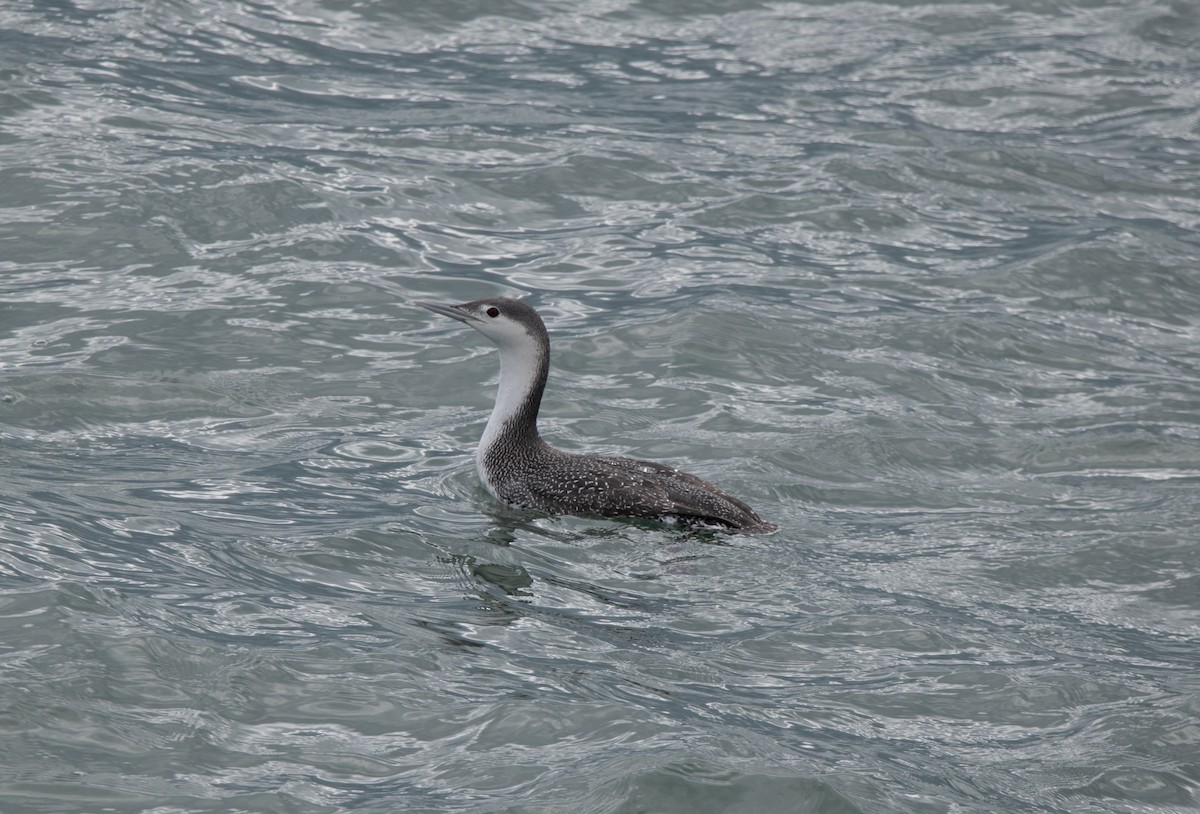 Red-throated Loon - ML219093231
