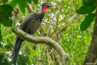 Crested Guan, ML219093511