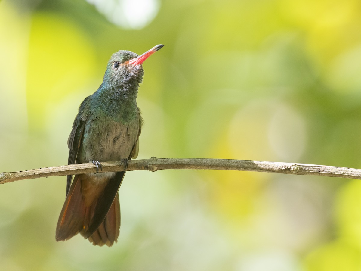 Rufous-tailed Hummingbird - ML219094841