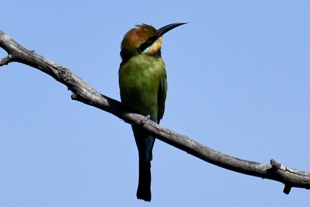 Rainbow Bee-eater - Mike Barrow