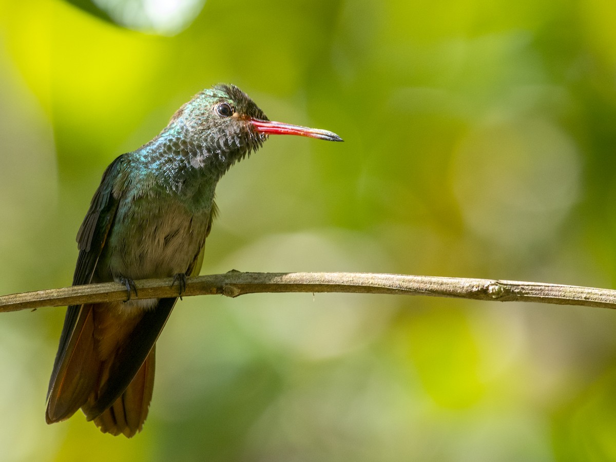 Rufous-tailed Hummingbird - ML219096481