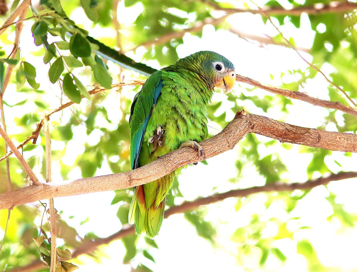 Amazona Jamaicana Piquiclara - ML219098661