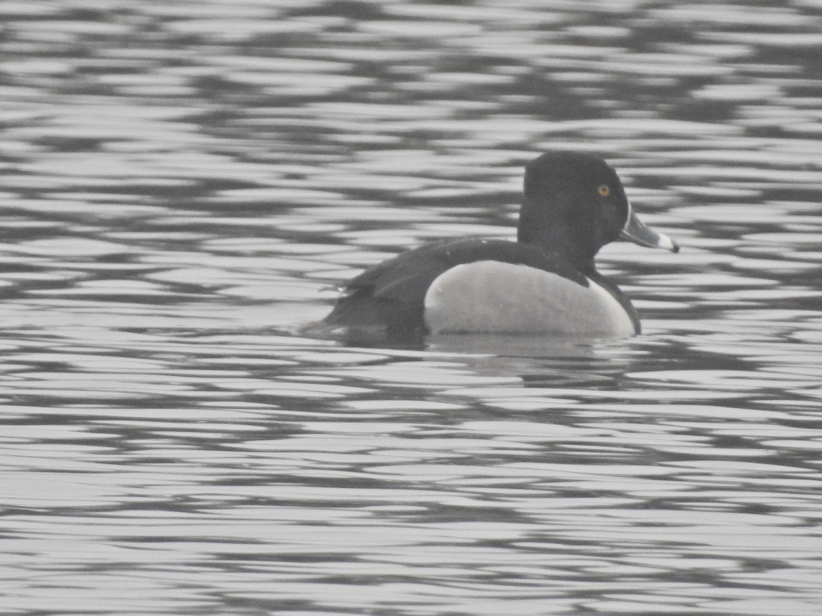 Ring-necked Duck - Christopher Braut