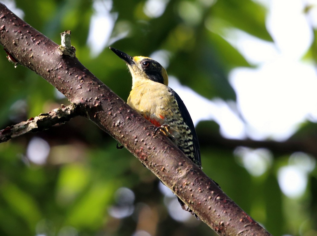 Golden-naped Woodpecker - Tom Murray