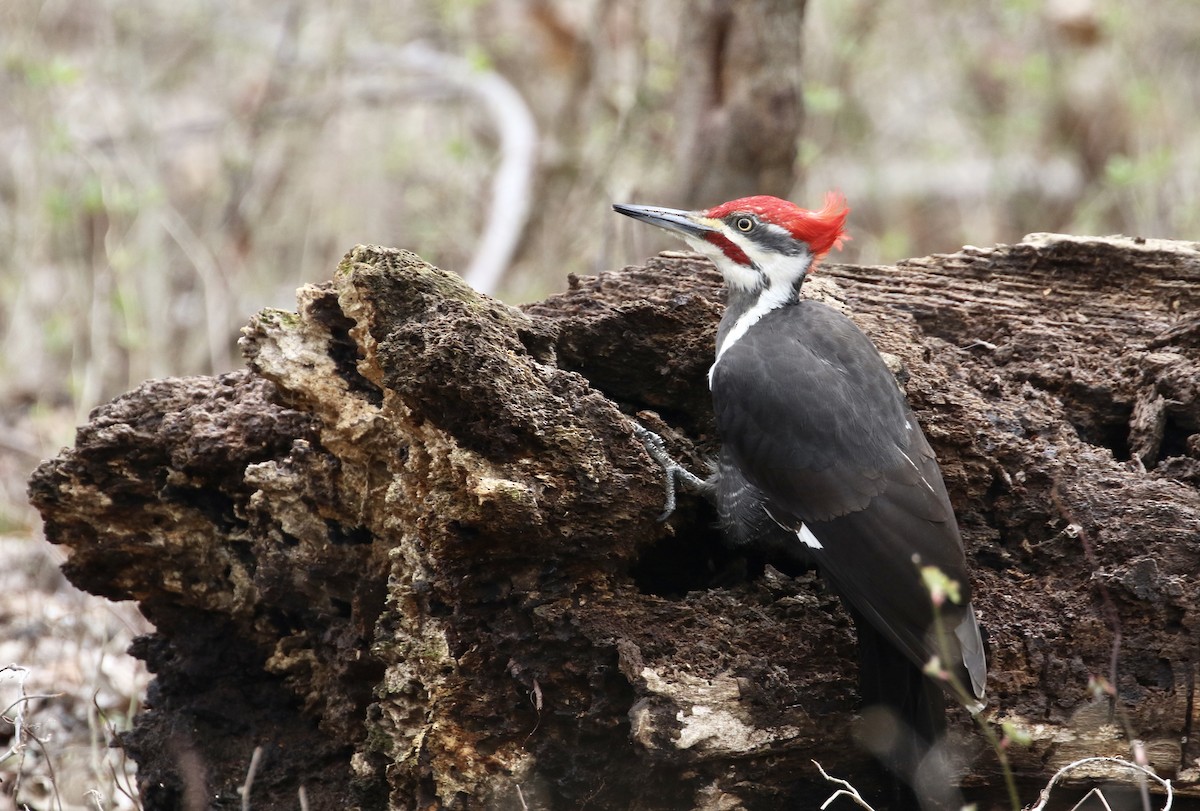 Pileated Woodpecker - ML219111881