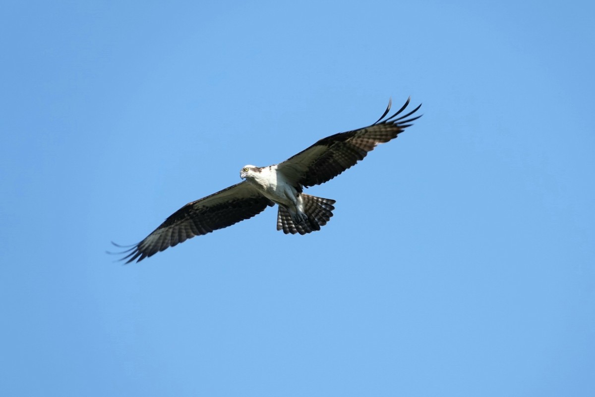 Águila Pescadora - ML219112051