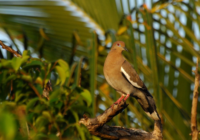 White-winged Dove - David M. Bell