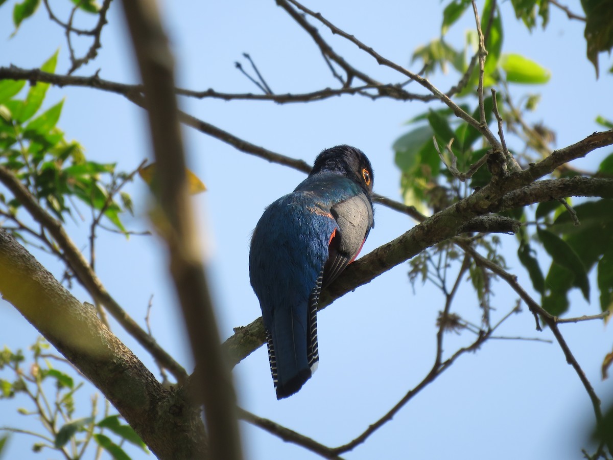 Blue-crowned Trogon - Fernando Angulo - CORBIDI