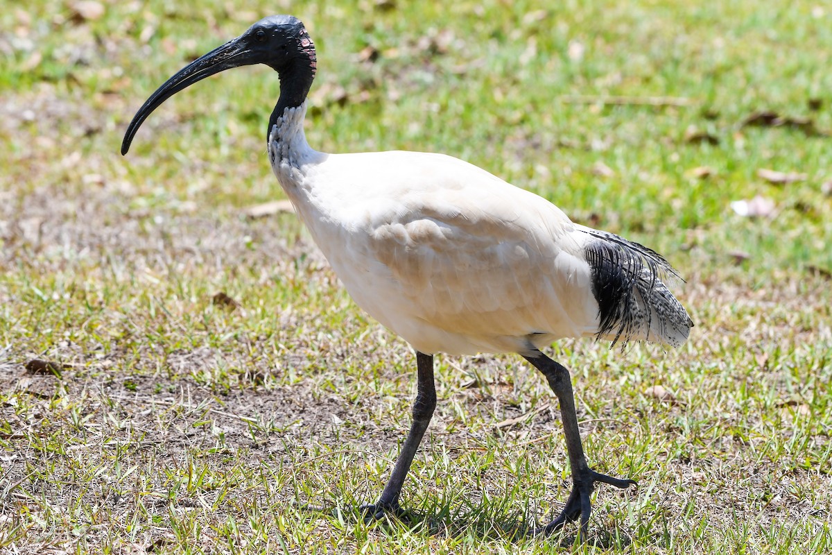 ibis australský - ML219116681
