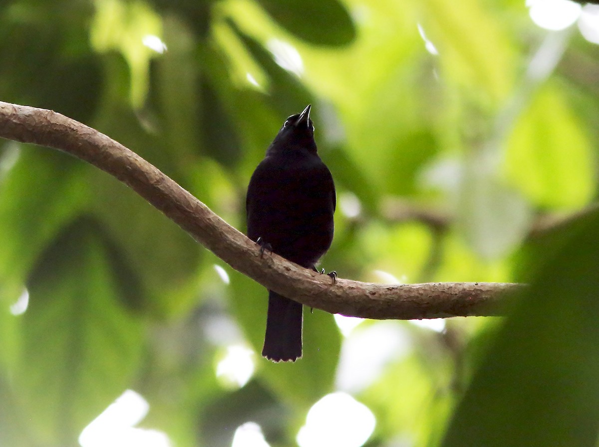 Jamaican Blackbird - Brad Bergstrom