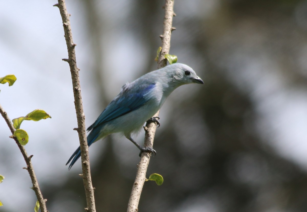 Blue-gray Tanager - ML219121751