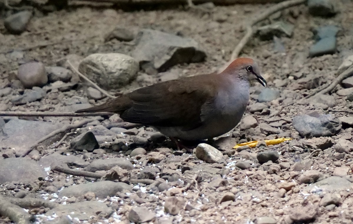Gray-chested Dove - ML219122081