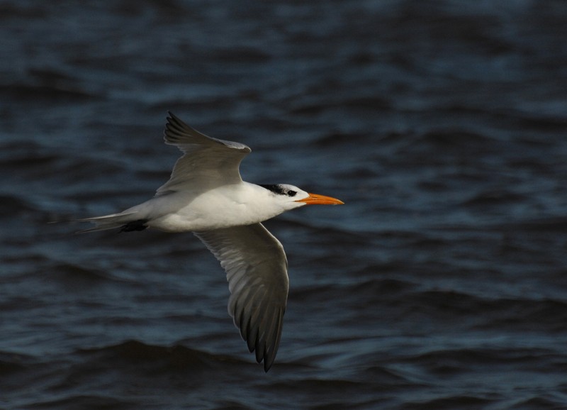 Royal Tern - David M. Bell