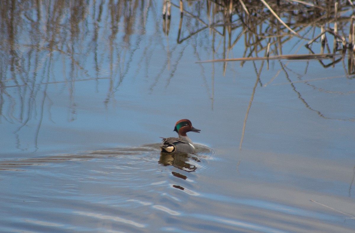 Green-winged Teal (American) - Sage Levy