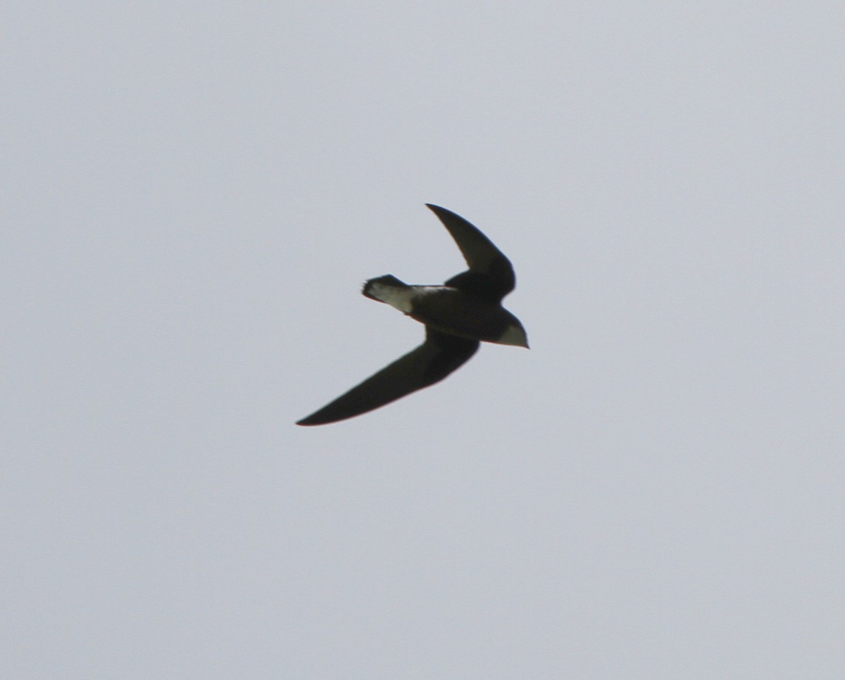 White-throated Needletail - Colin Trainor