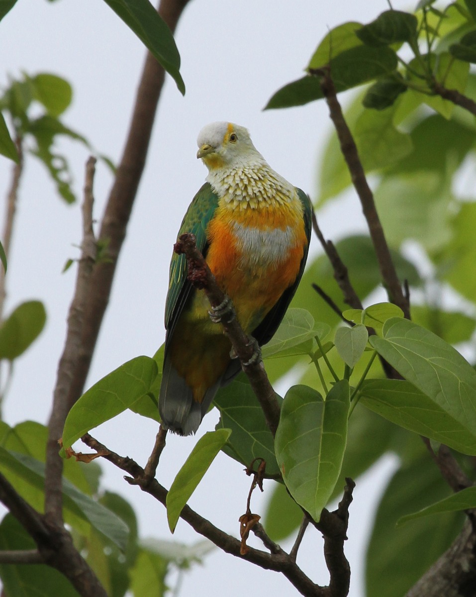 Rose-crowned Fruit-Dove - ML219137111