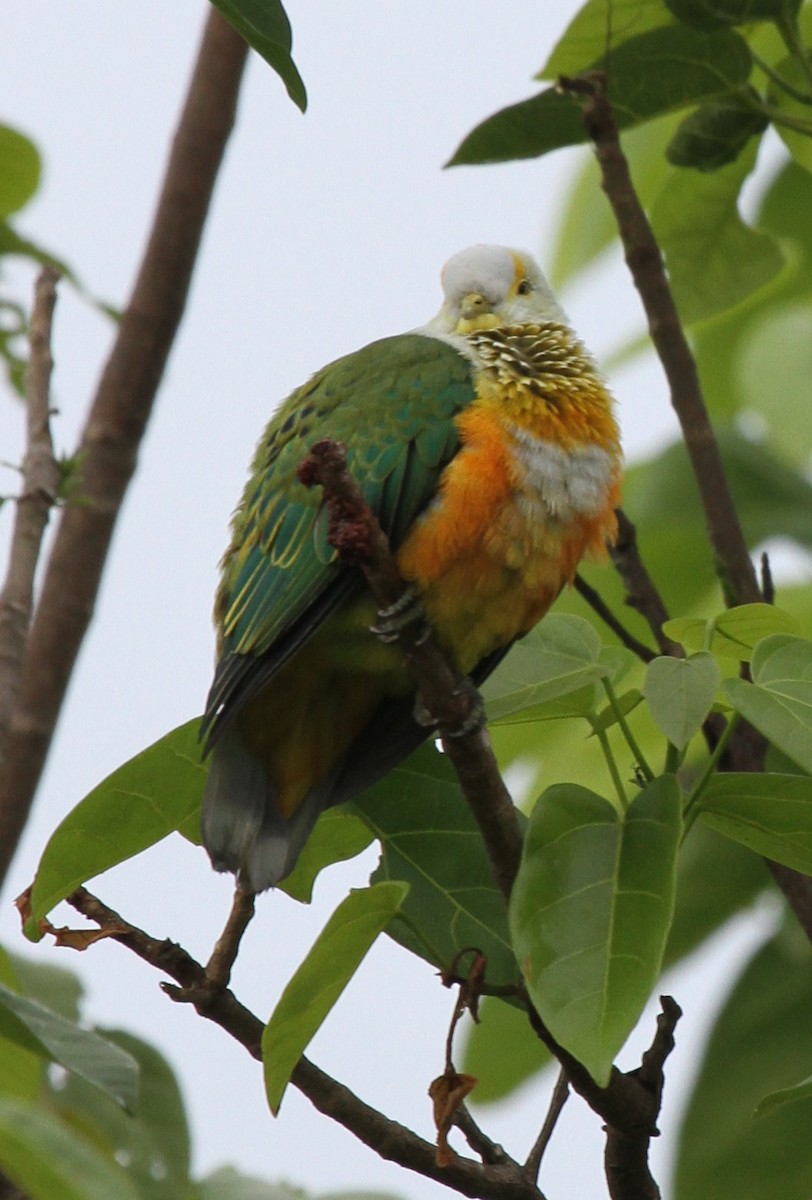 Rose-crowned Fruit-Dove - ML219137121