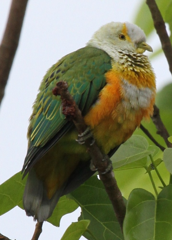 Rose-crowned Fruit-Dove - ML219137151