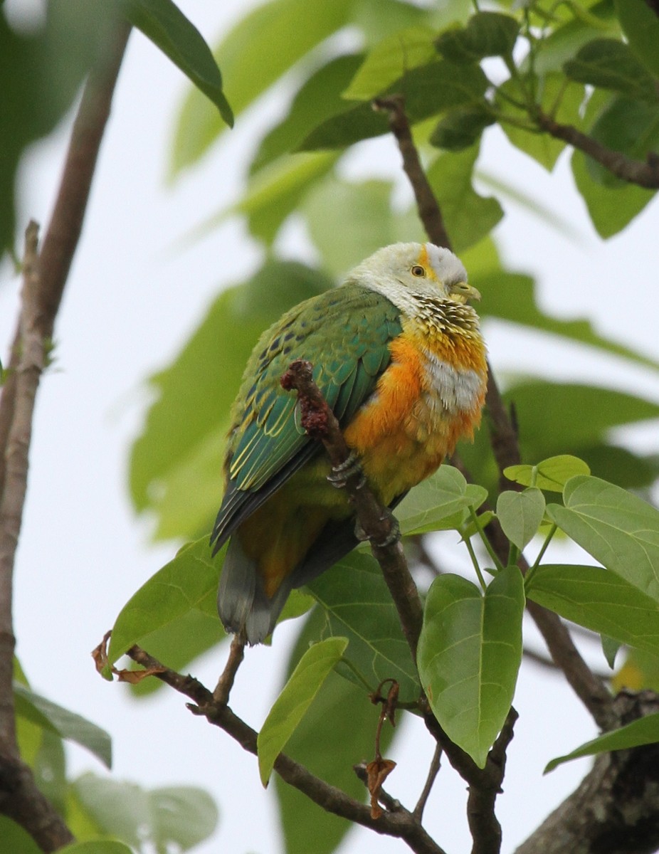 Rose-crowned Fruit-Dove - ML219137161