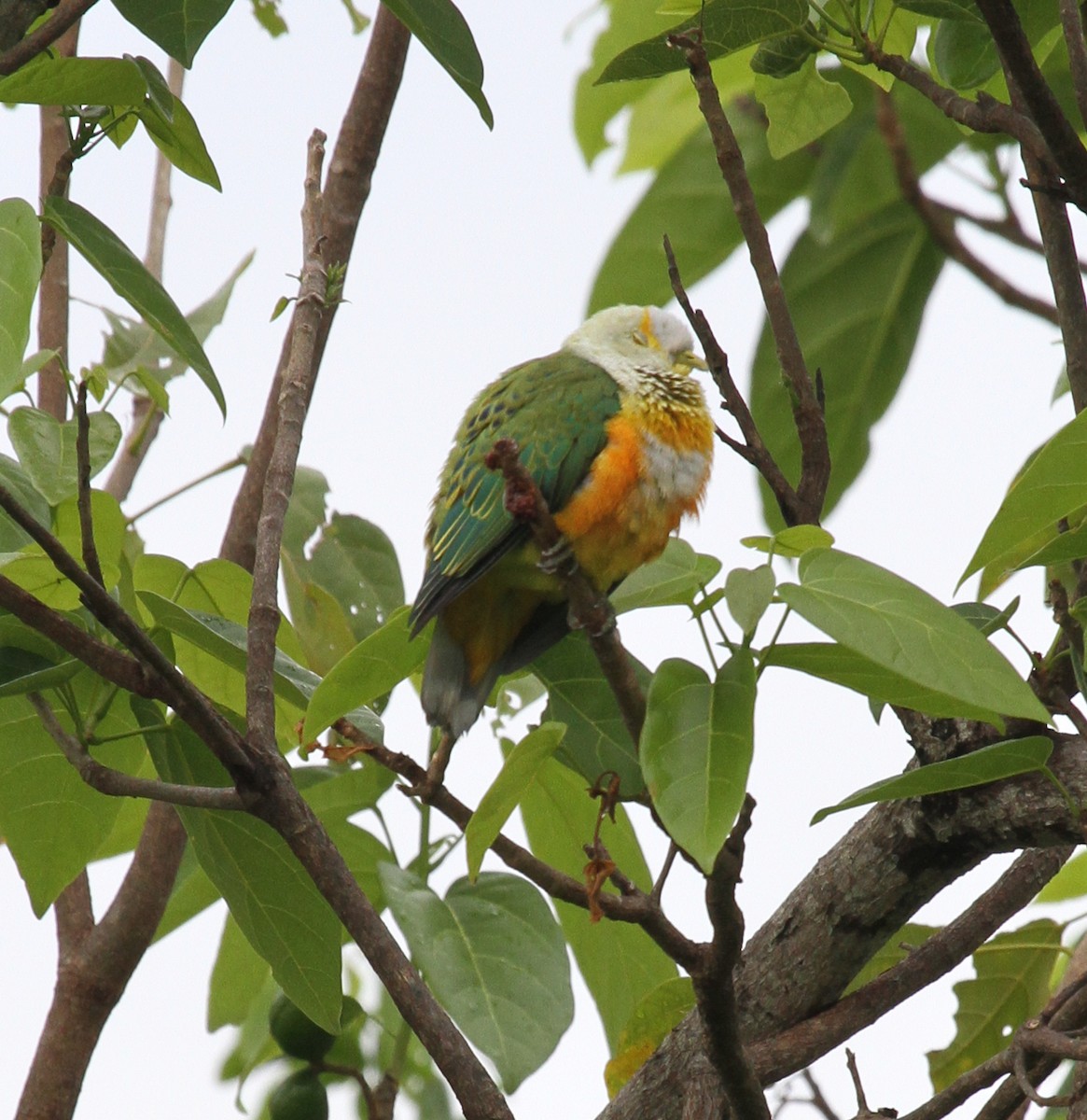 Rose-crowned Fruit-Dove - ML219137171