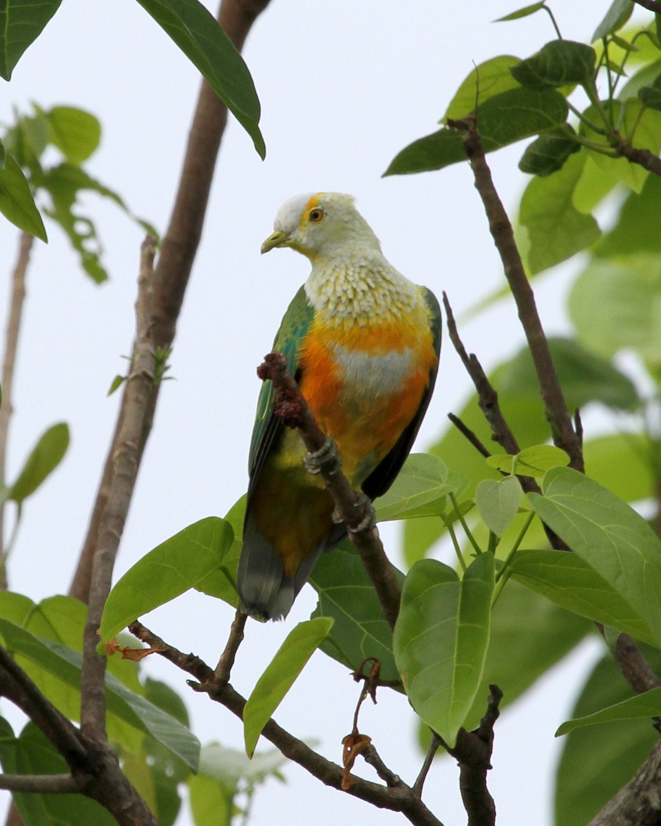 Rose-crowned Fruit-Dove - ML219137211