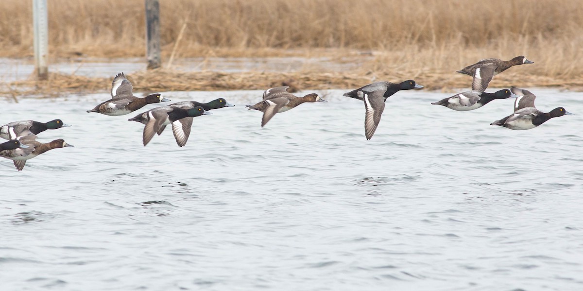 Greater Scaup - ML219144101