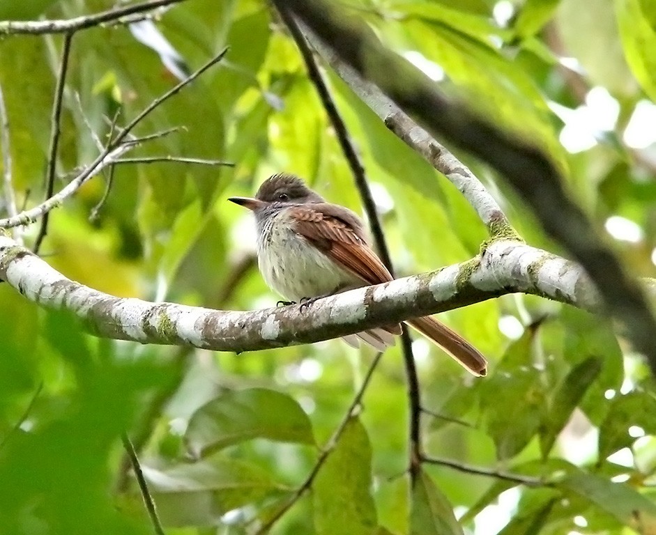 Rufous-tailed Flycatcher - ML219146691