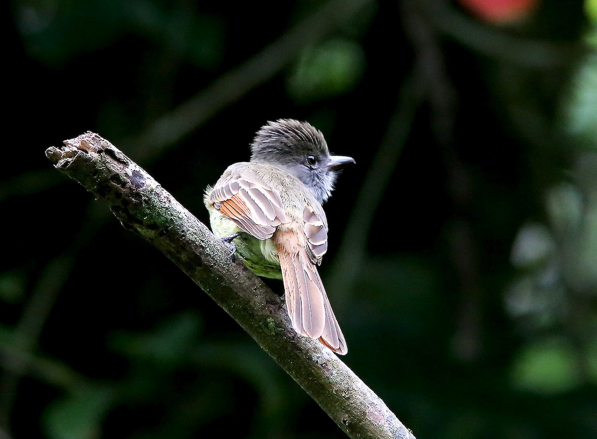 Rufous-tailed Flycatcher - ML219147621