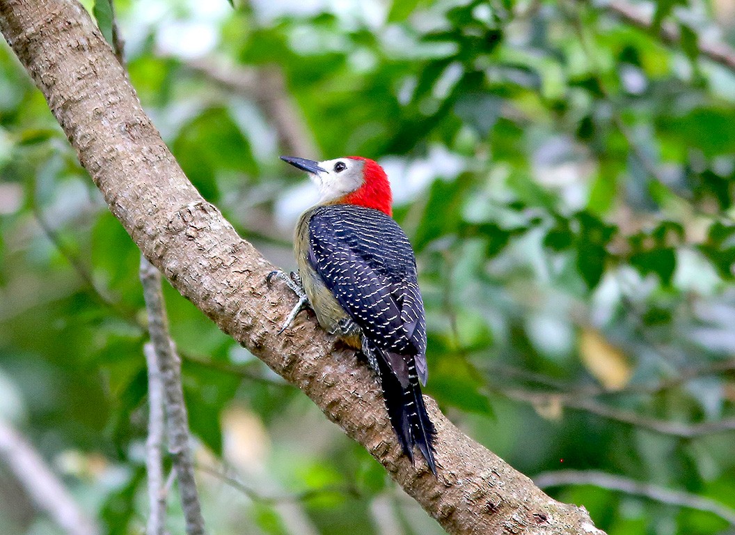 Jamaican Woodpecker - ML219149221