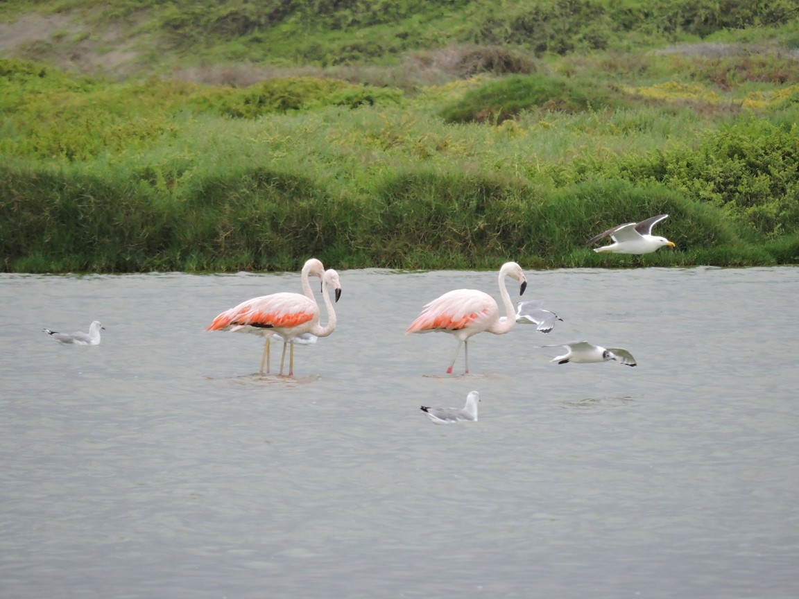 Chilean Flamingo - ML21915001