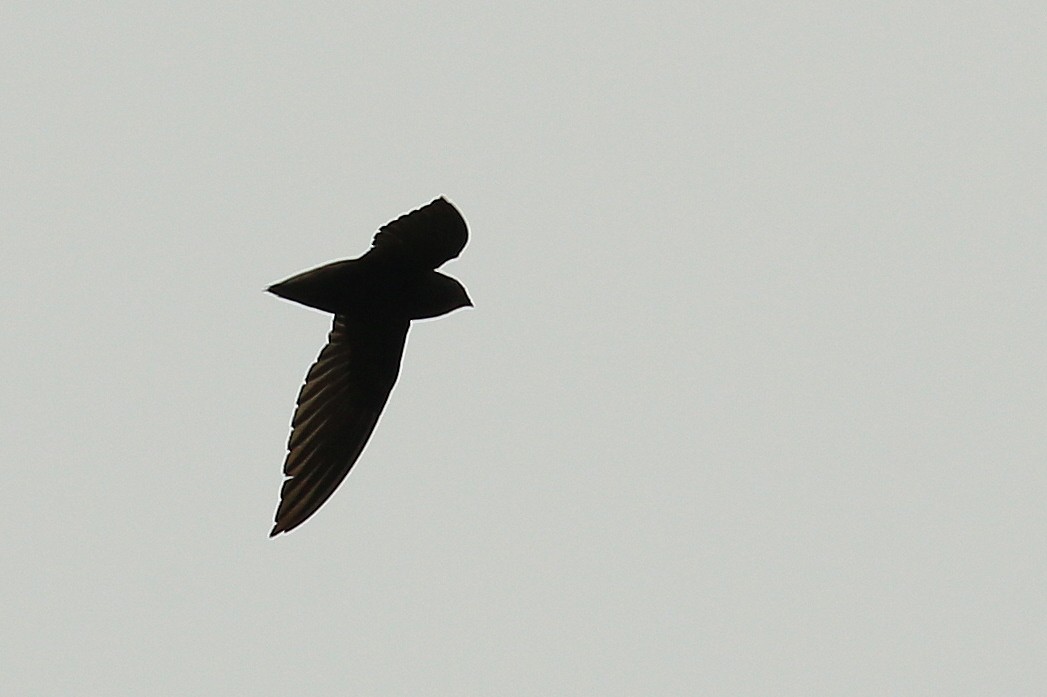 Short-tailed Swift (Short-tailed) - ML219152251