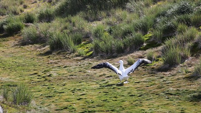 albatros stěhovavý - ML219152511