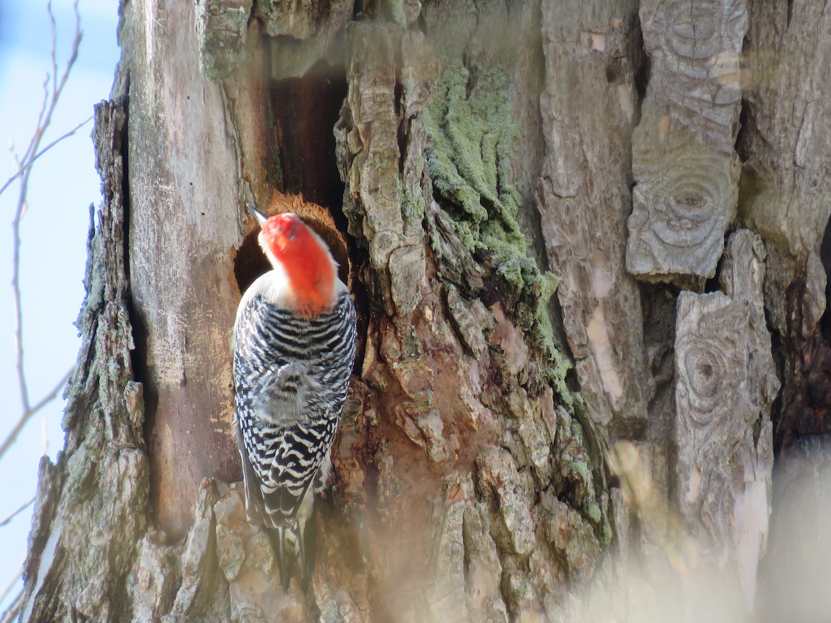 Red-bellied Woodpecker - Steve Paul