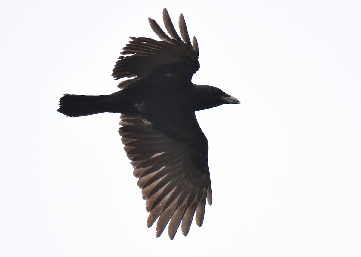 American Crow - Don Carbaugh