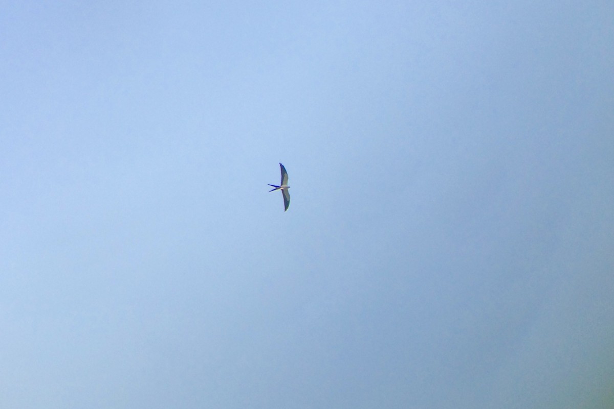 Swallow-tailed Kite - ML219167741