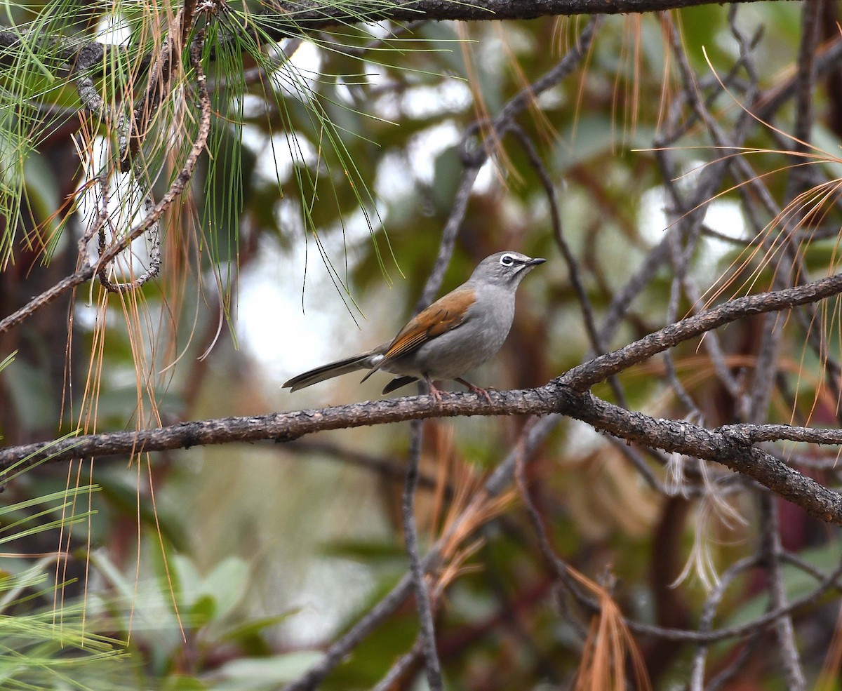 Brown-backed Solitaire - Sharon Lynn