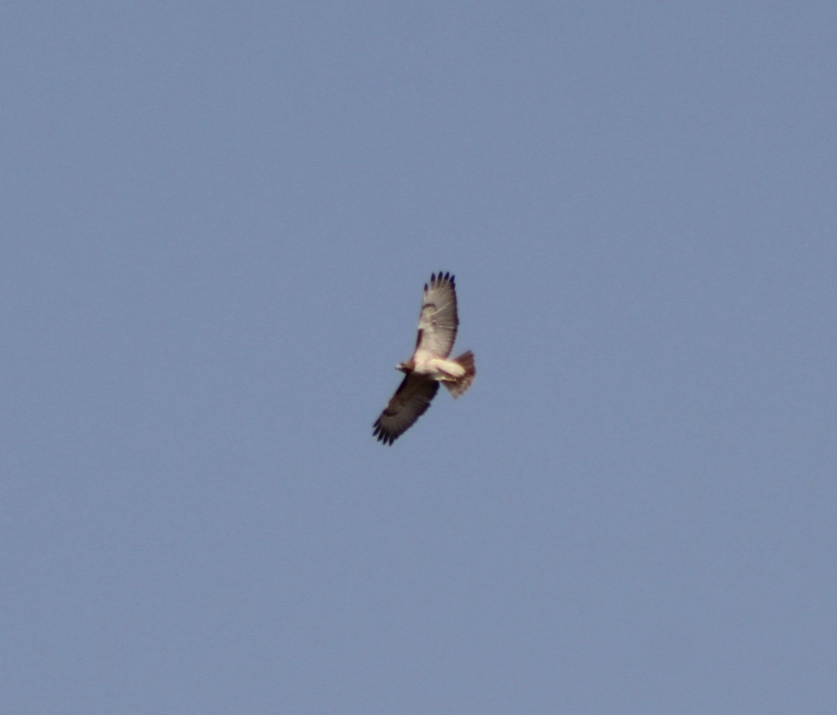 Red-tailed Hawk - ML219174251