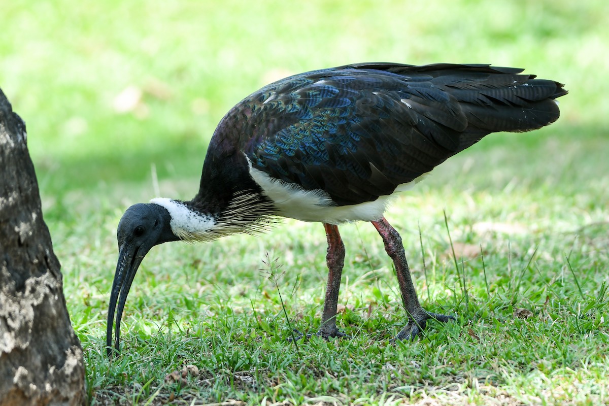 ibis slámokrký - ML219176331
