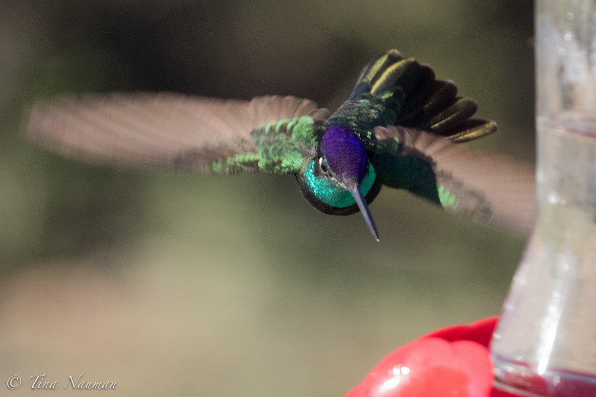 Rivoli's Hummingbird - Tina Nauman