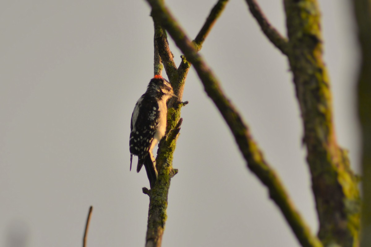 Hairy Woodpecker - ML219178291