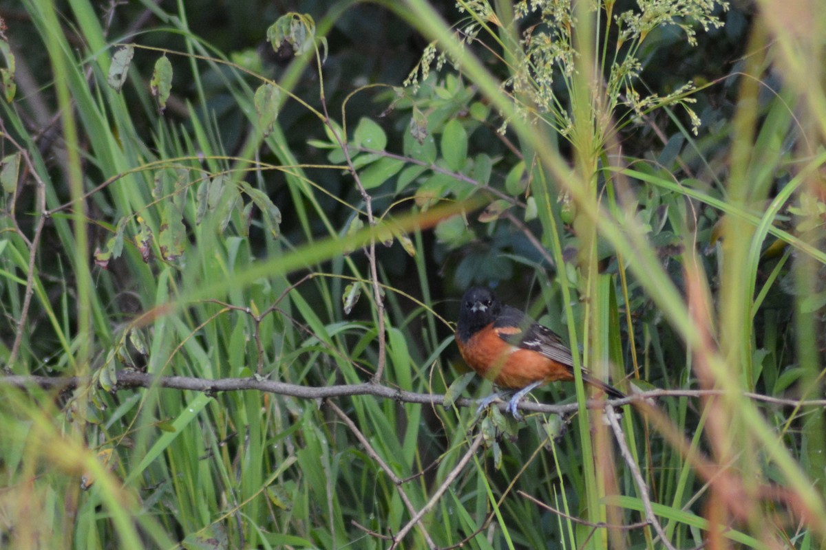 Orchard Oriole - ML219179141