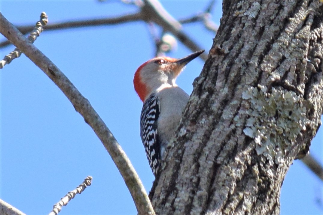 Red-bellied Woodpecker - Gregg Hitchings