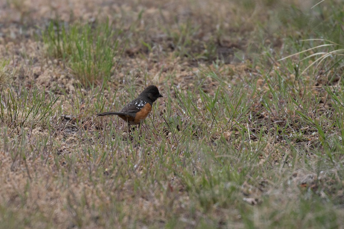 Spotted Towhee - ML219188551