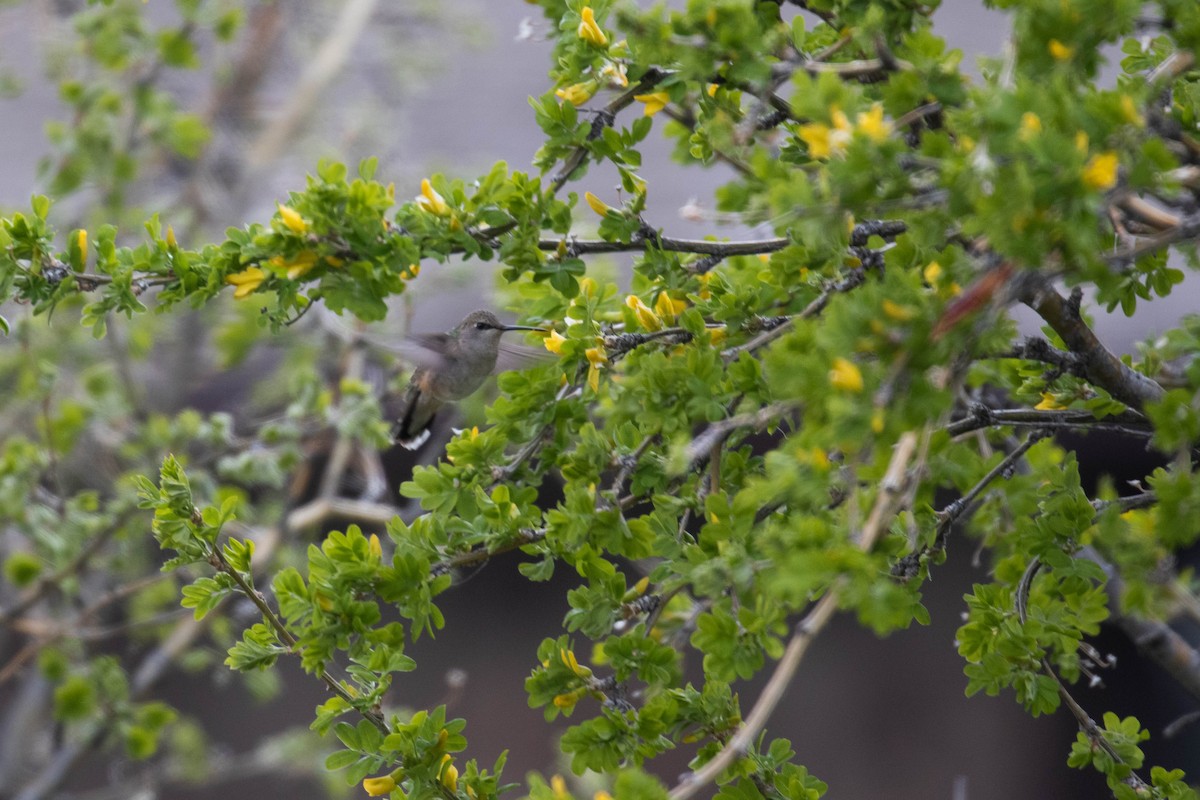 Calliope Hummingbird - ML219188611