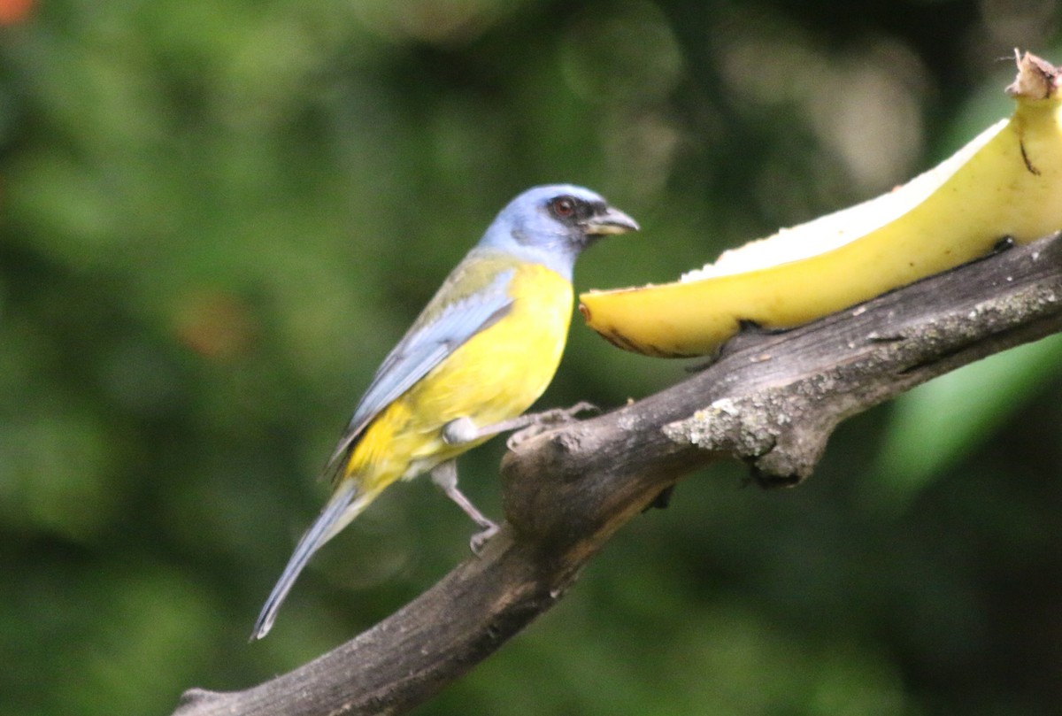 Blue-and-yellow Tanager - ML219189281